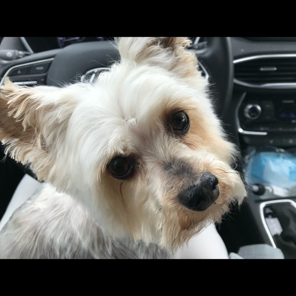 Meet your Posher, Travelingirl - Picture 1 of 1